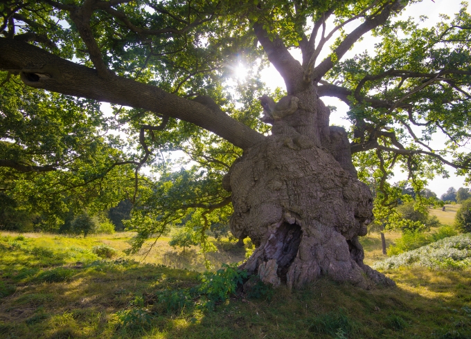 Veteran Tree
