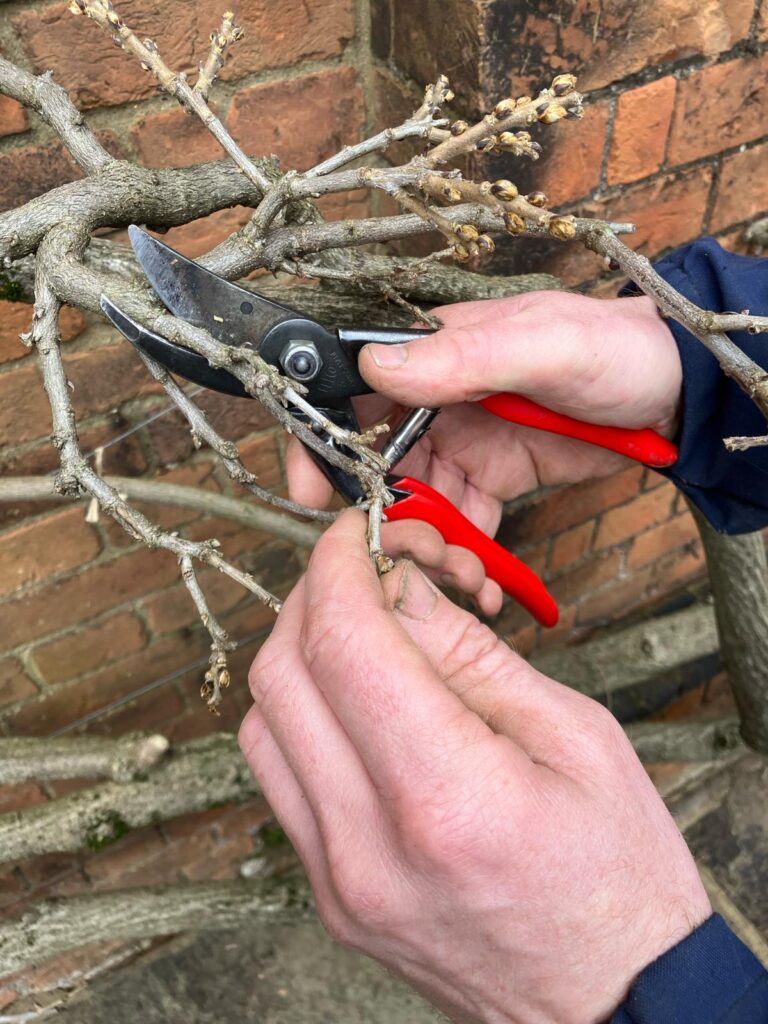 Winter wisteria pruning