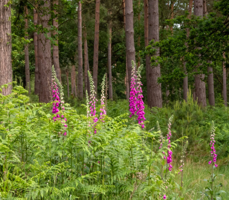The woodland - Hatfield Park